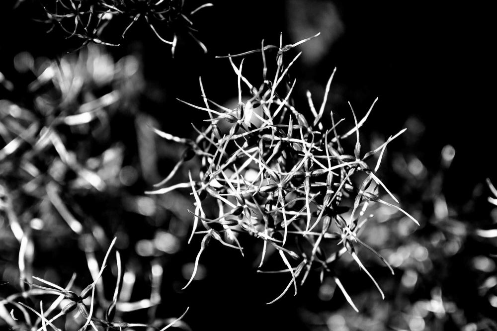 18 Rang 137 Isotton Walter